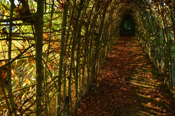 hazel tunnel, jersey, royaume-uni - jersey uk nature landscape photos et images de collection