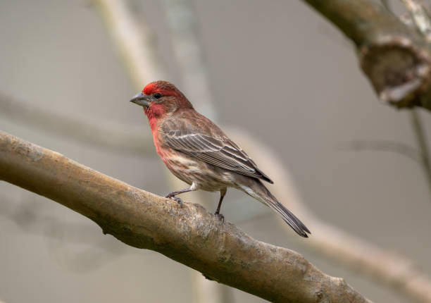 istock Songbird sitting on a branch. 1413875117