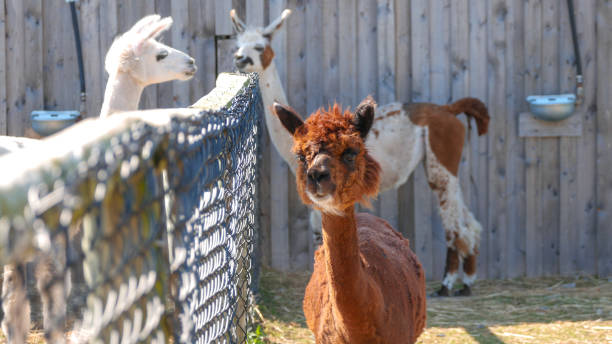 istock Alpaca and llama in a small farm 1413876341