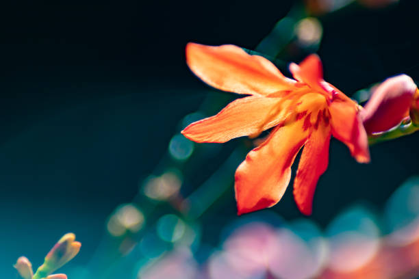 This is a macro image of a Fire King Crocosmia flower glowing in the morning light featuring a bokeh ring around the fire-red flower.  A small bud in the lower left corner of this image seems to be paying homage to the flaming blossom