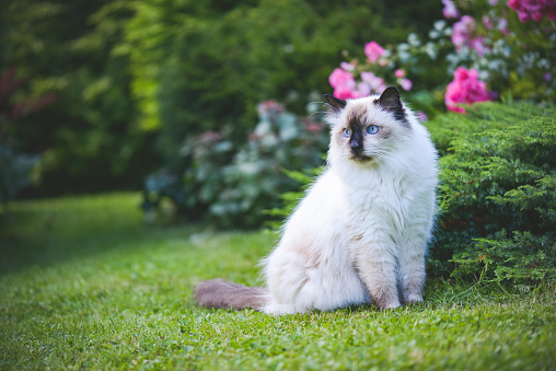 beautiful cat of the Neva Masquerade breed sits on a lawn in the garden