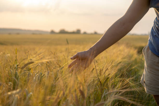 istock woman's hand slide threw ears of wheat in sunset light 1413877522
