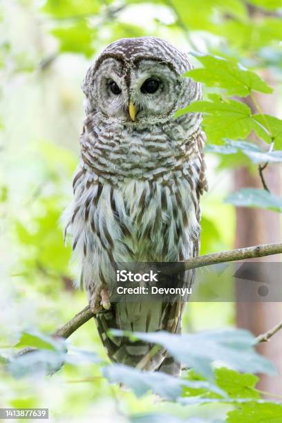 Barred Owl Bird Stock Photo - Download Image Now - Animal, Barred Owl, Bird