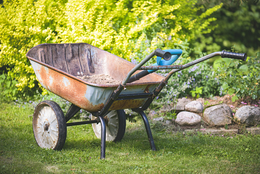 Wheelbarrow with gardening tools and plants on green grass near wood slat wall