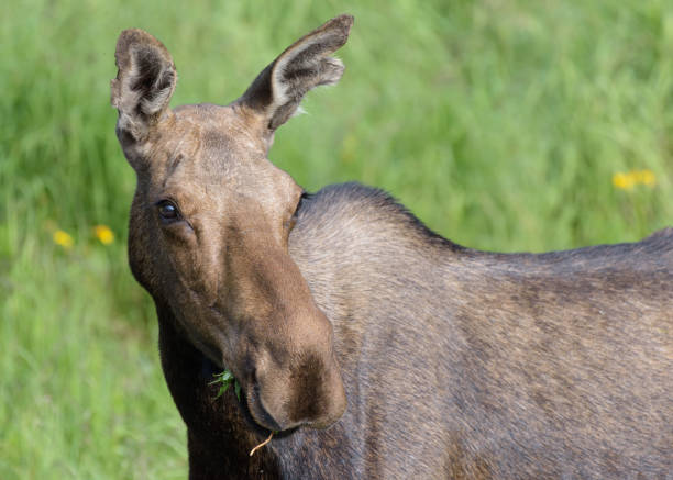Colorado Moose Living in the Wild Rocky Mountains