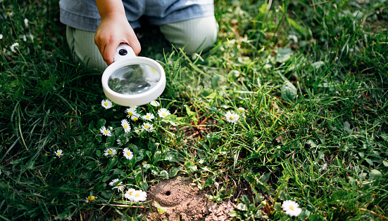 High angle view of an anonymous little girl looking at wildflower through magnifying glass outdoors.