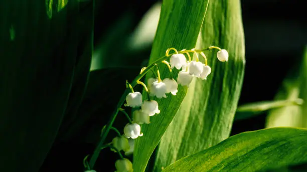 Photo of Lily of the valley spring flowers blooming. Convallaria majalis close-up. Small white lily-of-the-valley flowers and young green leaves. The first lilies of the valley wild forest flowers bloom Nature