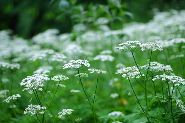 istock white flowers in the field 1413879052