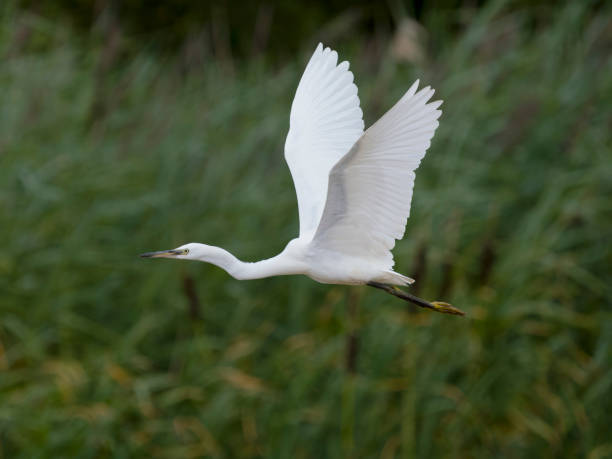 istock Little egret, Egretta garzetta, 1413879086