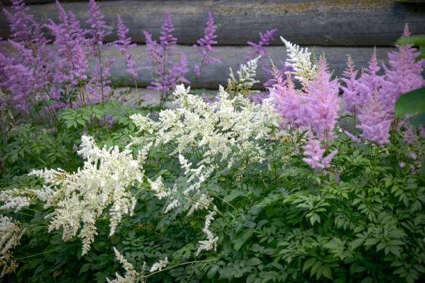 beautiful ornamental garden