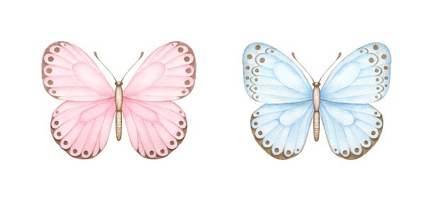Pink and blue butterfly. Watercolor hand painted illustrations isolated on white background .