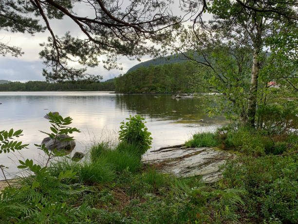 istock A view on a Norwegian fjords water front from a forest 1 1413880943