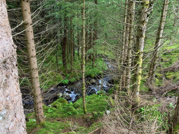 istock A pristine green forest in Norway by summer 1413880973