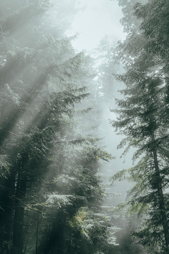 Redwood forest in morning fog.