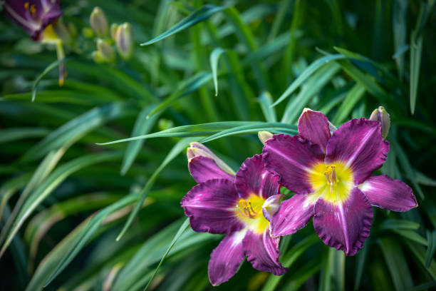 istock beautiful ornamental garden (day-lily) 1413881444
