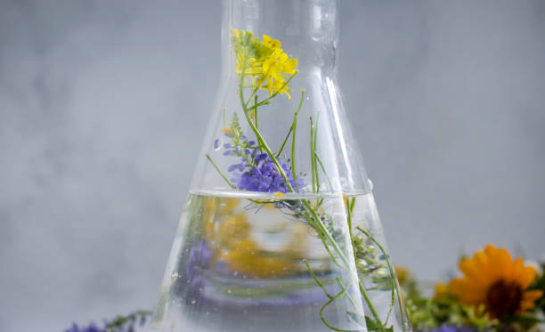 istock Laboratory flask, flower on a light background 1413881522
