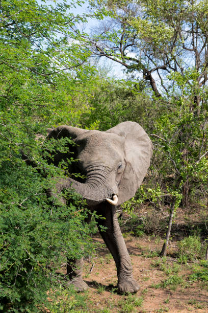 istock African Elephant, Kruger National Park 1413882172
