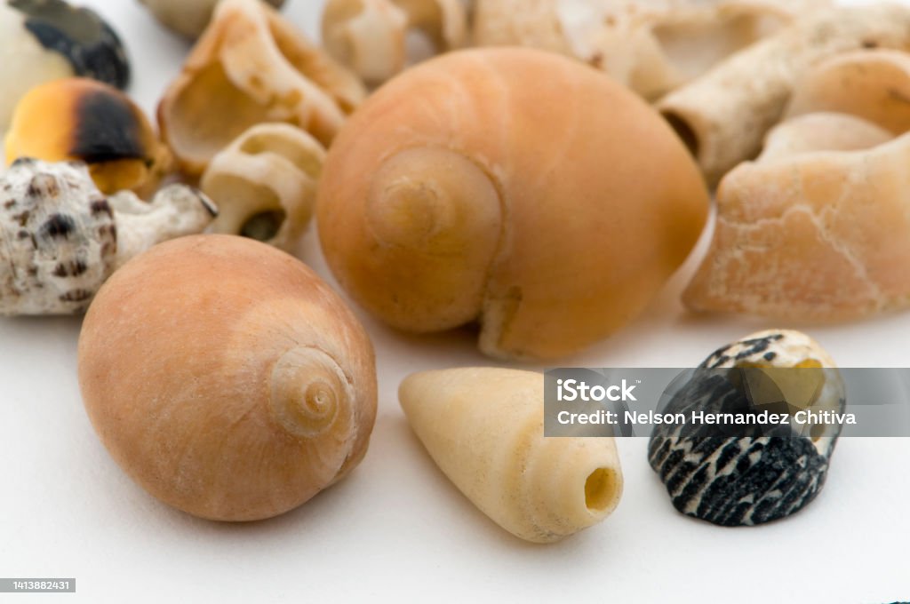 Snail Anmal Shells Large And Small Colorful Snail Shells Stock Photo - Download Image Now ...