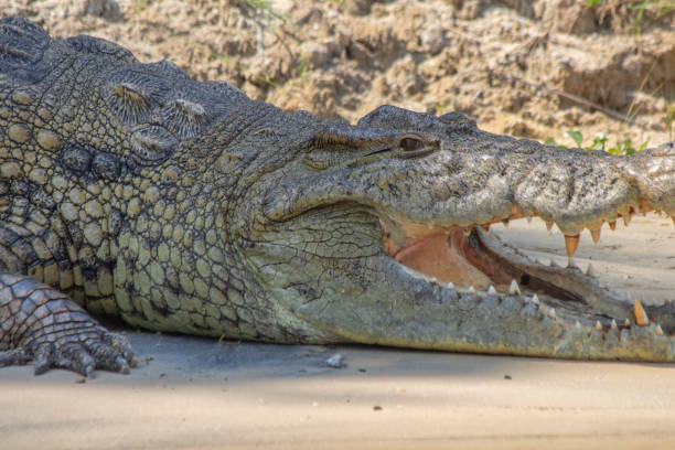 istock Crocodile at Murchison falls national park in Uganda 1413882493