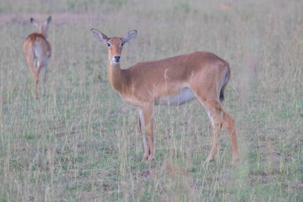 istock Uganda kobs at Murchison falls national park in Uganda 1413882557