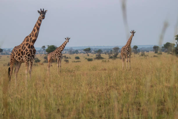 istock Giraffes at Murchison falls national park in Uganda 1413882699