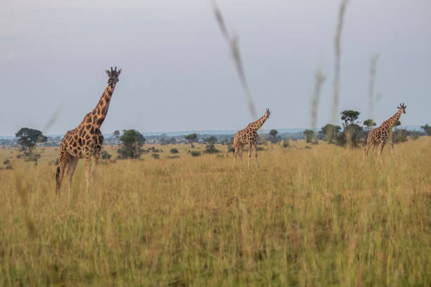 istock Giraffes at Murchison falls national park in Uganda 1413882700