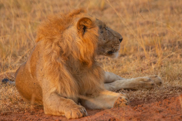 istock lions at Murchison falls national park in Uganda 1413882723