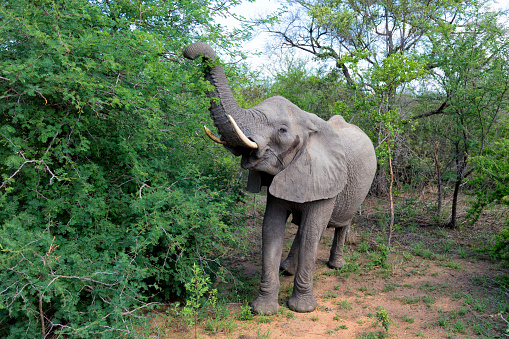 African Elephant (Loxodonta africana), Kruger National Park, South Africa.