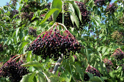 Ripe clusters of elderberries hang on the branches of the bush. The background is blurred