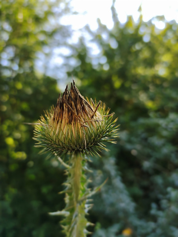 Dry green thistle flower with sharp spikes close-up. Blurred background of leaves