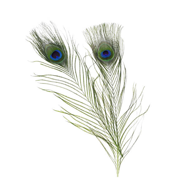 istock Beautiful bright peacock feathers on white background 1413883816