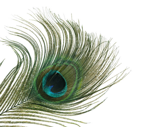 istock Beautiful bright peacock feather on white background 1413883819