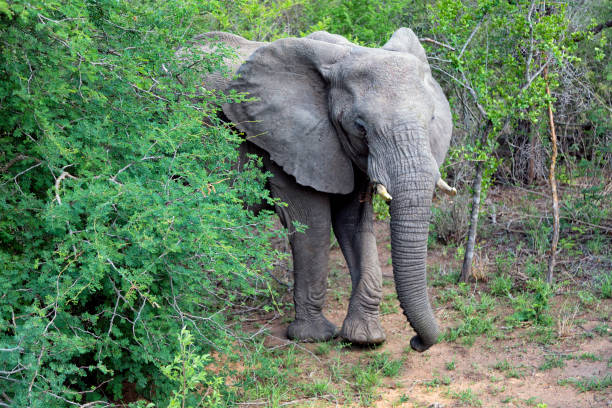 istock African Elephant, Kruger National Park 1413884896