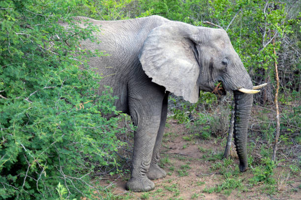 African Elephant (Loxodonta africana), Kruger National Park, South Africa.