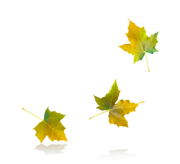 autumn maple leaves on white background. - leaf autumn falling tree imagens e fotografias de stock