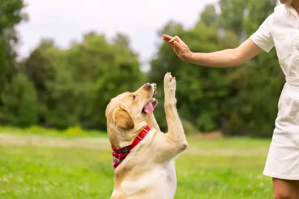 Photo of a young girl gives a treat to a labrador dog in the park. dog training concept