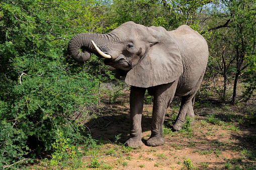 African Elephant (Loxodonta africana), Kruger National Park, South Africa.