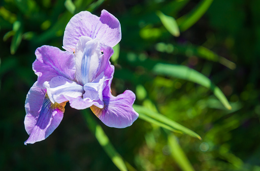 A close up of a single purple and white iris in a Cape Cod garden.