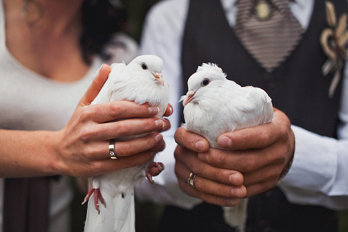 White doves in the hands of the newlyweds.