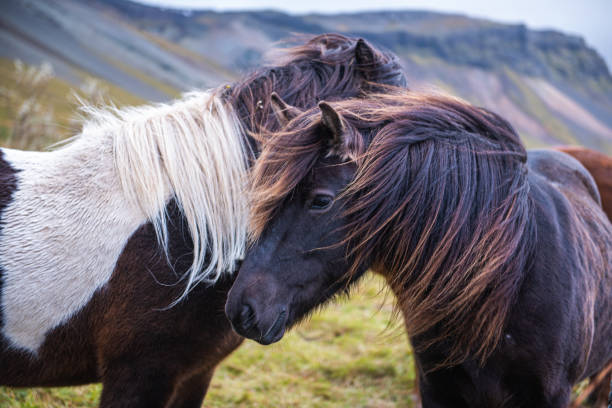 istock Cute brown horses in an Icelandic meadow 1413887660
