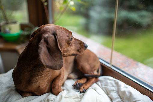 Little dachshund is resting and looking out the window.