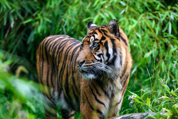 istock Close-up of Sumatran tiger 1413888521