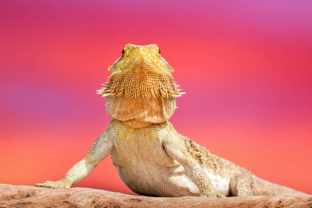 istock Bearded Dragon posing in the nature 1413888889