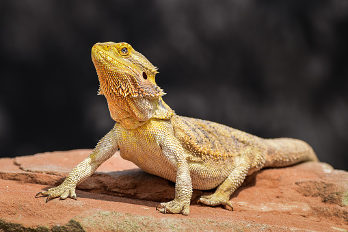 Bearded Dragon posing in the nature