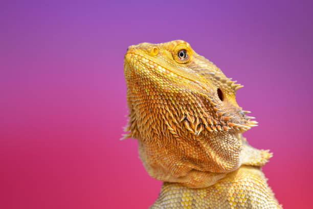 istock Bearded Dragon portrait 1413888895