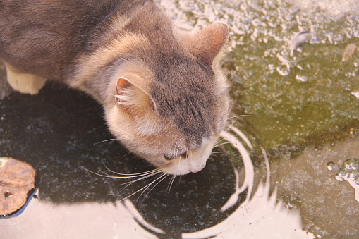 Cat drinks water from a puddle