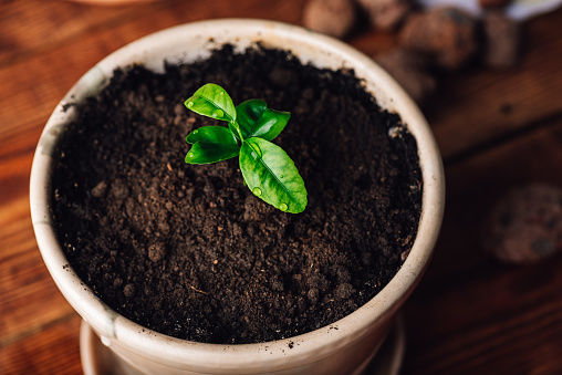 Repotted Young Tangerine Tree in a Ceramic Pot at Home