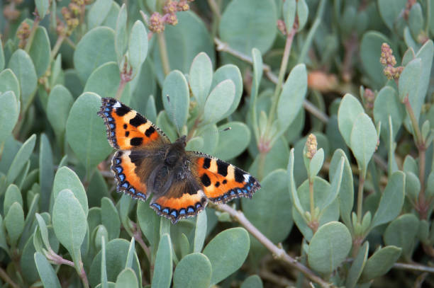istock Small Tortoiseshell butterfly on green foliage 1413889936