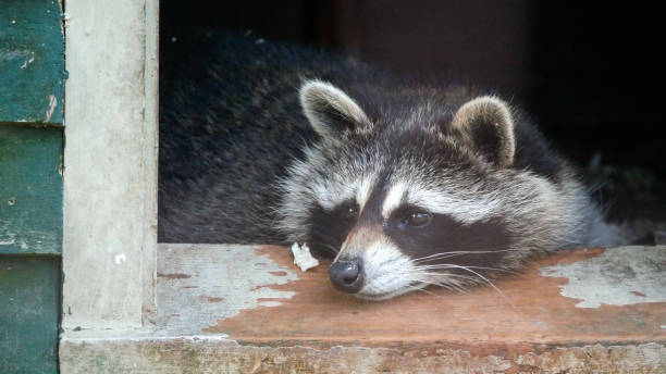 istock Raccoon looking at its right 1413891954