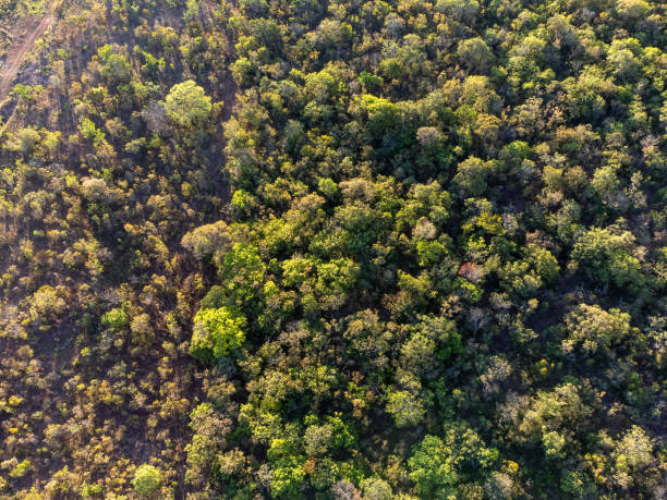 istock Top view of forest with undergrowth 1413892280